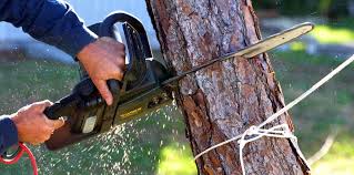How Our Tree Care Process Works  in  Emigsville, PA
