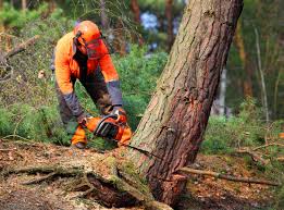 Best Tree Trimming and Pruning  in Emigsville, PA