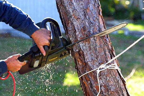 Best Tree Health Inspection  in Emigsville, PA