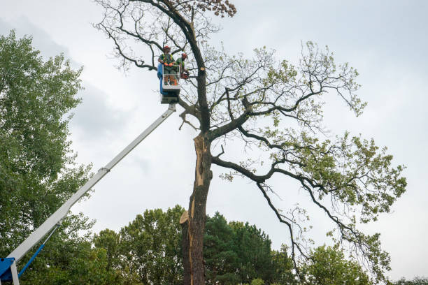 Best Storm Damage Tree Cleanup  in Emigsville, PA