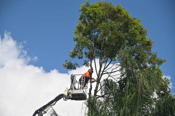 Best Grass Overseeding  in Emigsville, PA