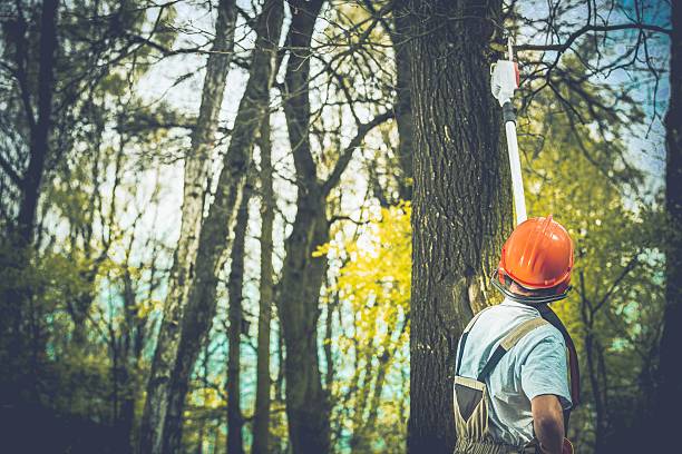 Best Tree Risk Assessment  in Emigsville, PA