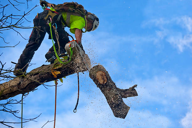 Professional Tree Care in Emigsville, PA